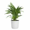 United Nursery Fan Palm Plant 24 in. to 34 in. Tall in 10 in. White Decor Pot -Cheap Garden Center Store united nursery indoor plants 74592 64 1000