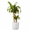 United Nursery Corn Plant Mass Cane Plant 2 Stem 24. in to 34 in. Tall in 10 in. White Decor Pot -Cheap Garden Center Store united nursery indoor plants 74622 64 1000