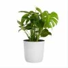 United Nursery Swiss Cheese Plant Monstera Deliciosa Plant 24. in to 34 in. Tall in 10 in. White Decor Pot