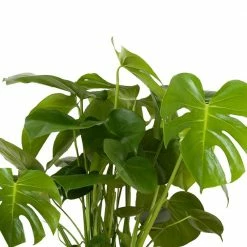 United Nursery Swiss Cheese Plant Monstera Deliciosa Plant 24. in to 34 in. Tall in 10 in. White Decor Pot -Cheap Garden Center Store united nursery indoor plants 74639 c3 1000