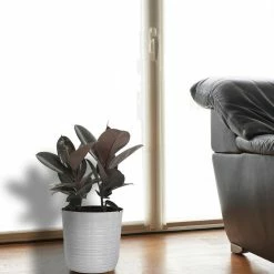 United Nursery Rubber Plant Ficus Burgandy Plant 24. in to 34 in. Tall in 10 in. White Decor Pot -Cheap Garden Center Store united nursery indoor plants 74646 31 1000