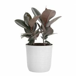 United Nursery Rubber Plant Ficus Burgandy Plant 24. in to 34 in. Tall in 10 in. White Decor Pot