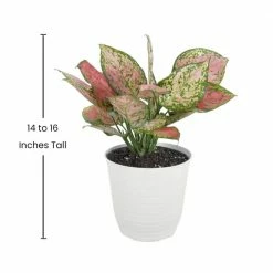 United Nursery Aglaonema Ruby Ray Plant in 6 in. White Decor Pot -Cheap Garden Center Store united nursery indoor plants 78866 1f 1000