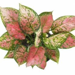 United Nursery Aglaonema Ruby Ray Plant in 6 in. White Decor Pot -Cheap Garden Center Store united nursery indoor plants 78866 4f 1000