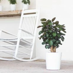 United Nursery Aralia Fabian Indoor House Plant in 10 in. White Decor Pot -Cheap Garden Center Store united nursery indoor plants 78927 31 1000