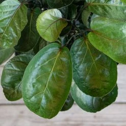 United Nursery Aralia Fabian Indoor House Plant in 10 in. White Decor Pot -Cheap Garden Center Store united nursery indoor plants 78927 4f 1000