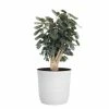 United Nursery Aralia Fabian Indoor House Plant in 10 in. White Decor Pot -Cheap Garden Center Store united nursery indoor plants 78927 64 1000