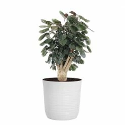 United Nursery Aralia Fabian Indoor House Plant in 10 in. White Decor Pot