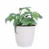 United Nursery Philodendron Ginny Plant Live Mini Monstera in 6 in. White Decor Pot 1 United Nursery Philodendron Ginny Plant Live Mini Monstera in 6 in. White Decor Pot -Cheap Garden Center Store united nursery indoor plants 78989 64 1000