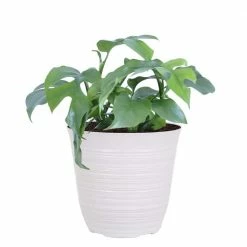 United Nursery Philodendron Ginny Plant Live Mini Monstera in 6 in. White Decor Pot