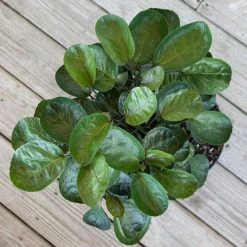 United Nursery Aralia Fabian Live Indoor Outdoor Plant in 10 in. Premium Ecopots Terracotta -Cheap Garden Center Store united nursery indoor plants afabian10trc 1f 1000