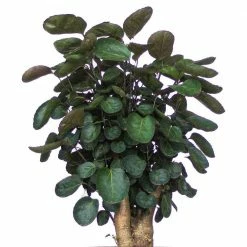 United Nursery Aralia Fabian Live Indoor Outdoor Plant in 10 in. Premium Ecopots Terracotta -Cheap Garden Center Store united nursery indoor plants afabian10trc 44 1000