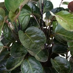 United Nursery Aralia Fabian Live Indoor Outdoor Plant in 10 in. Premium Ecopots Terracotta -Cheap Garden Center Store united nursery indoor plants afabian10trc 4f 1000