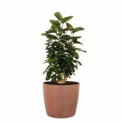 United Nursery Aralia Fabian Live Indoor Outdoor Plant in 10 in. Premium Ecopots Terracotta