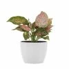 United Nursery Aglaonema Ruby Ray Live Chineese Evergreen in 6 in. Premium Ecopots Pure White 1 United Nursery Aglaonema Ruby Ray Live Chineese Evergreen in 6 in. Premium Ecopots Pure White -Cheap Garden Center Store united nursery indoor plants arubyray6shpw 64 1000