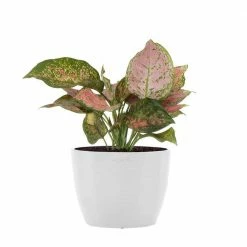 United Nursery Aglaonema Ruby Ray Live Chineese Evergreen in 6 in. Premium Ecopots Pure White