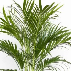 United Nursery Cat Palm Live Indoor Outdoor Plant in 10 in. Premium Ecopots Dark Gray 10 United Nursery Cat Palm Live Indoor Outdoor Plant in 10 in. Premium Ecopots Dark Gray -Cheap Garden Center Store united nursery indoor plants cpalm10dg 1f 1000
