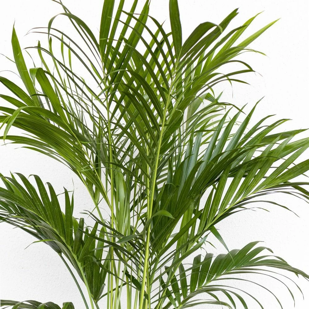 United Nursery Cat Palm Live Indoor Outdoor Plant in 10 in. Premium Ecopots Dark Gray 6 United Nursery Cat Palm Live Indoor Outdoor Plant in 10 in. Premium Ecopots Dark Gray - Image 4