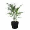 United Nursery Cat Palm Live Indoor Outdoor Plant in 10 in. Premium Ecopots Dark Gray -Cheap Garden Center Store united nursery indoor plants cpalm10dg 64 1000