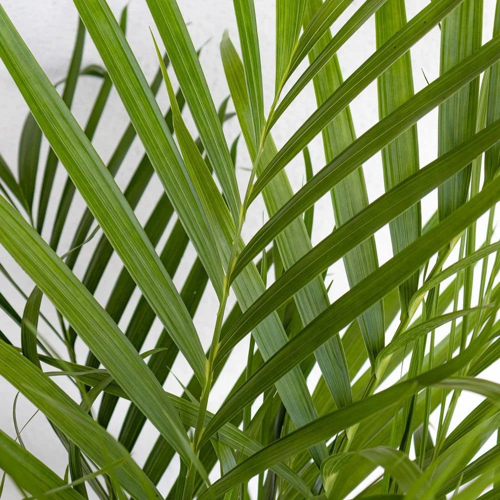 United Nursery Cat Palm Live Indoor Outdoor Plant in 10 in. Premium Ecopots Dark Gray 4 United Nursery Cat Palm Live Indoor Outdoor Plant in 10 in. Premium Ecopots Dark Gray - Image 2