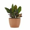 United Nursery Croton Petra Live Codiaeum Variegatum in 6 in. Premium Ecopots Terracotta -Cheap Garden Center Store united nursery indoor plants cpetra6shtrc 64 1000