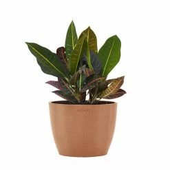 United Nursery Croton Petra Live Codiaeum Variegatum in 6 in. Premium Ecopots Terracotta