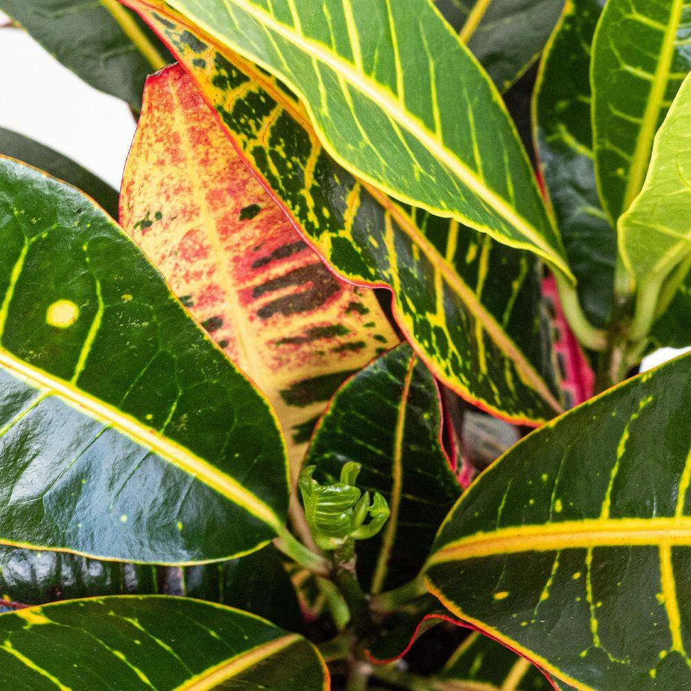 United Nursery Croton Petra Live Codiaeum Variegatum in 6 in. Premium Ecopots Terracotta 4 United Nursery Croton Petra Live Codiaeum Variegatum in 6 in. Premium Ecopots Terracotta - Image 2