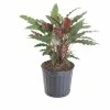 United Nursery 9.25 in. Calathea Rufibarba Live Indoor Fuzzy Feathers Houseplant Shipped in Grower Pot -Cheap Garden Center Store united nursery indoor plants crufibarba10gp 64 1000