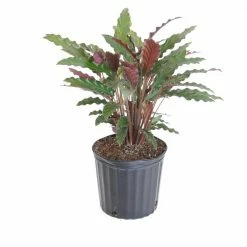 United Nursery 9.25 in. Calathea Rufibarba Live Indoor Fuzzy Feathers Houseplant Shipped in Grower Pot