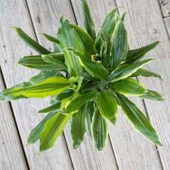 United Nursery Dragon Tree Live Dracaena sol in 6 in. Premium Ecopots Pure White -Cheap Garden Center Store united nursery indoor plants dsol6shpw 4f 1000