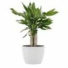 United Nursery Dragon Tree Live Dracaena sol in 6 in. Premium Ecopots Pure White