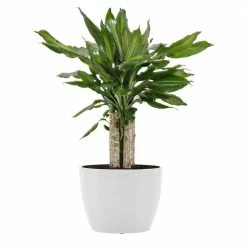 United Nursery Dragon Tree Live Dracaena sol in 6 in. Premium Ecopots Pure White