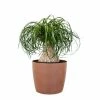 United Nursery Ponytail Palm Stump Plant Live Elephants Foot Indoor Outdoor Plant in 10 in. Premium Ecopots Terracotta -Cheap Garden Center Store united nursery indoor plants efoot10trc 64 1000