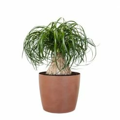 United Nursery Ponytail Palm Stump Plant Live Elephants Foot Indoor Outdoor Plant in 10 in. Premium Ecopots Terracotta