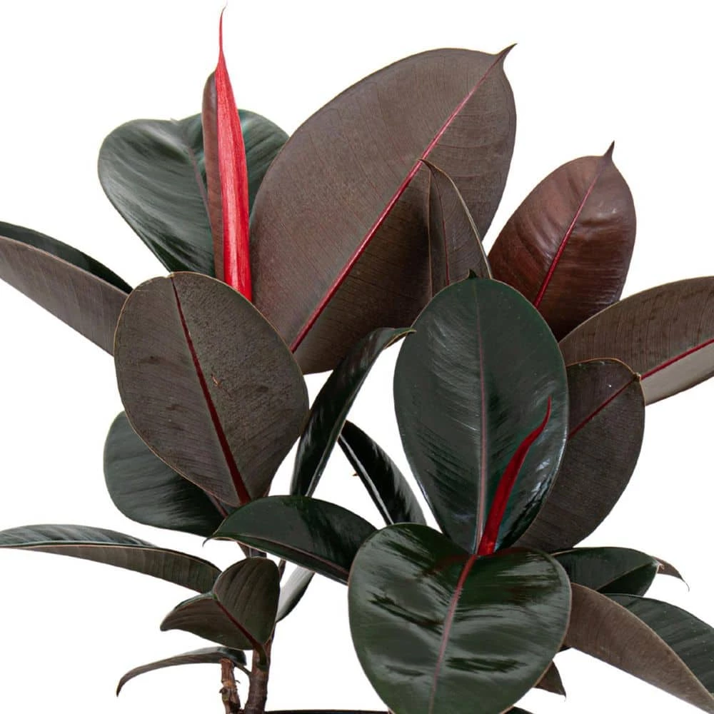United Nursery Burgundy Rubber Plant Live Ficus Burgundy Indoor Outdoor Plant in 10 in. Premium Ecopots White Gray 6 United Nursery Burgundy Rubber Plant Live Ficus Burgundy Indoor Outdoor Plant in 10 in. Premium Ecopots White Gray - Image 4