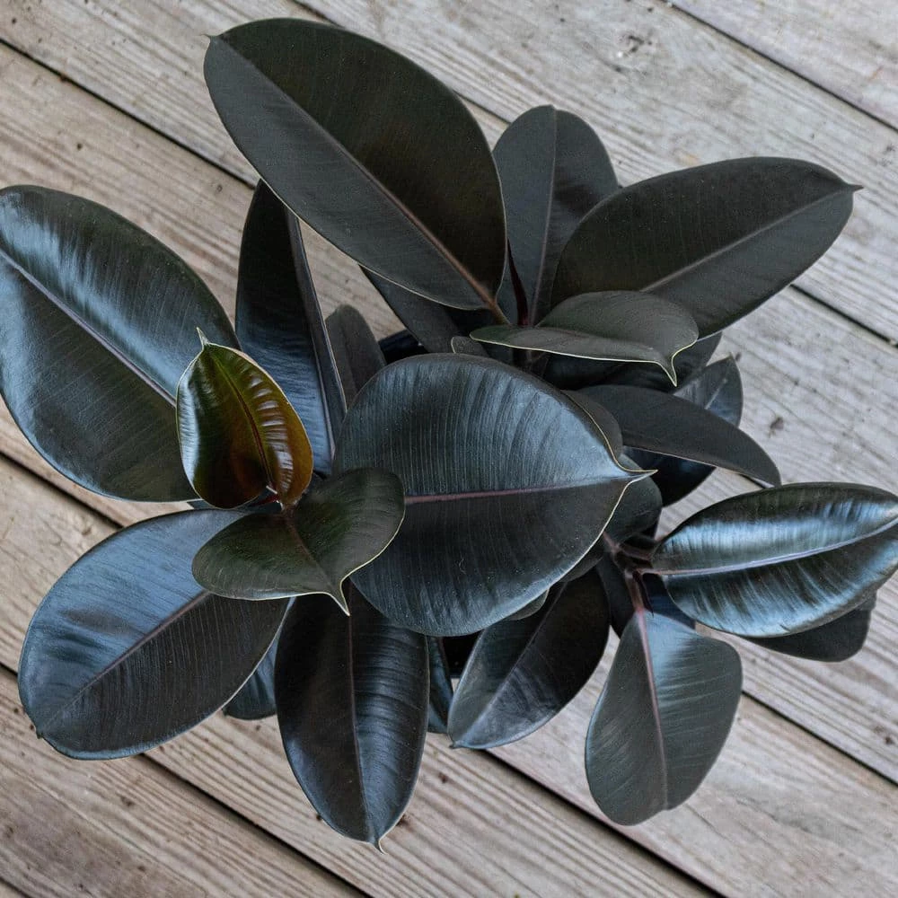 United Nursery Burgundy Rubber Plant Live Ficus Burgundy Indoor Outdoor Plant in 10 in. Premium Ecopots White Gray 5 United Nursery Burgundy Rubber Plant Live Ficus Burgundy Indoor Outdoor Plant in 10 in. Premium Ecopots White Gray - Image 3