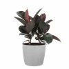 United Nursery Burgundy Rubber Plant Live Ficus Burgundy Indoor Outdoor Plant in 10 in. Premium Ecopots White Gray 2 United Nursery Burgundy Rubber Plant Live Ficus Burgundy Indoor Outdoor Plant in 10 in. Premium Ecopots White Gray -Cheap Garden Center Store united nursery indoor plants fburgandy10wg 64 1000