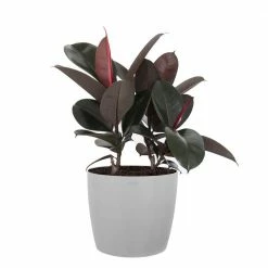 United Nursery Burgundy Rubber Plant Live Ficus Burgundy Indoor Outdoor Plant in 10 in. Premium Ecopots White Gray