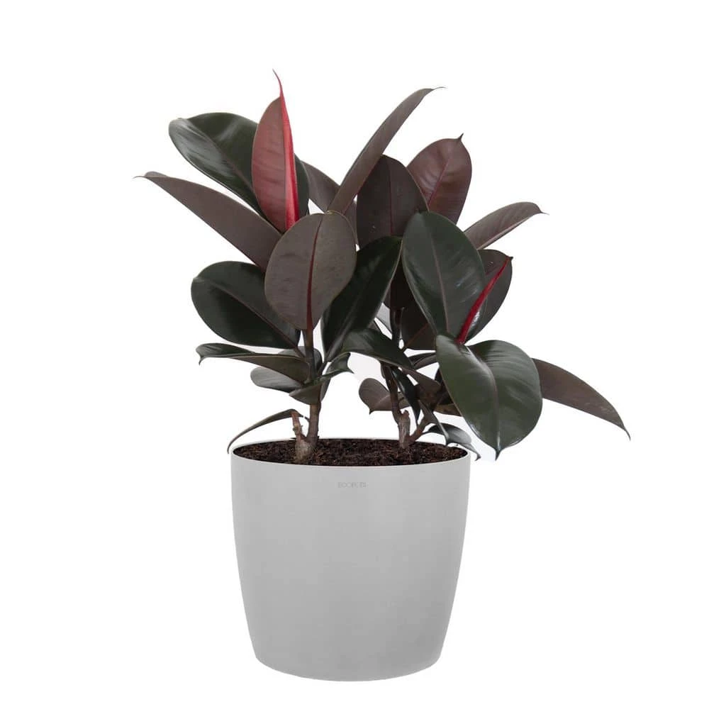 United Nursery Burgundy Rubber Plant Live Ficus Burgundy Indoor Outdoor Plant in 10 in. Premium Ecopots White Gray 3 United Nursery Burgundy Rubber Plant Live Ficus Burgundy Indoor Outdoor Plant in 10 in. Premium Ecopots White Gray