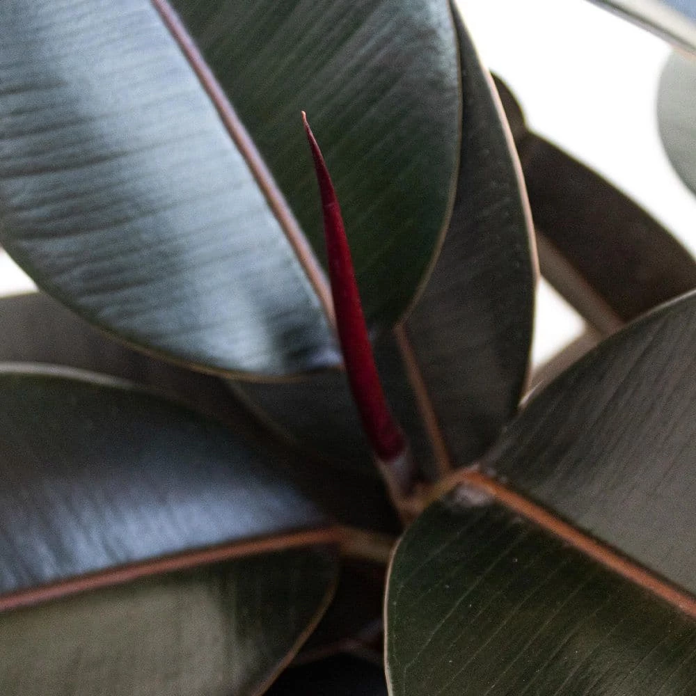United Nursery Burgundy Rubber Plant Live Ficus Burgundy Indoor Outdoor Plant in 10 in. Premium Ecopots White Gray 4 United Nursery Burgundy Rubber Plant Live Ficus Burgundy Indoor Outdoor Plant in 10 in. Premium Ecopots White Gray - Image 2