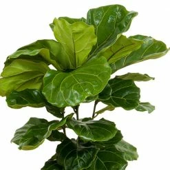 United Nursery Ficus Lyrata Bush Live Indoor Outdoor Plant in 10 in. Premium Ecopots Terracotta -Cheap Garden Center Store united nursery indoor plants flyrata10trc 1f 1000