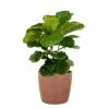 United Nursery Ficus Lyrata Bush Live Indoor Outdoor Plant in 10 in. Premium Ecopots Terracotta -Cheap Garden Center Store united nursery indoor plants flyrata10trc 64 1000