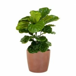 United Nursery Ficus Lyrata Bush Live Indoor Outdoor Plant in 10 in. Premium Ecopots Terracotta
