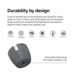 United Nursery Fiddle Leaf Fig Live Ficus Lyrata Plant in 6 in. Premium Ecopots White Gray Pot -Cheap Garden Center Store united nursery indoor plants flyratash6wg 1f 1000