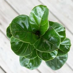 United Nursery Fiddle Leaf Fig Live Ficus Lyrata Plant in 6 in. Premium Ecopots White Gray Pot -Cheap Garden Center Store united nursery indoor plants flyratash6wg 4f 1000