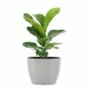United Nursery Fiddle Leaf Fig Live Ficus Lyrata Plant in 6 in. Premium Ecopots White Gray Pot 2 United Nursery Fiddle Leaf Fig Live Ficus Lyrata Plant in 6 in. Premium Ecopots White Gray Pot -Cheap Garden Center Store united nursery indoor plants flyratash6wg 64 1000