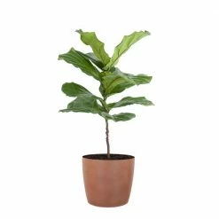 United Nursery Ficus Lyrata Standard Live Indoor Outdoor Plant in 10 in. Premium Ecopots Terracotta