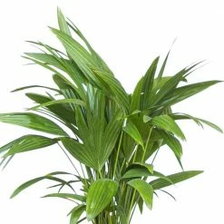 United Nursery Fan Palm Live Indoor Outdoor Plant in 10 in. Premium Ecopots Dark Gray 10 United Nursery Fan Palm Live Indoor Outdoor Plant in 10 in. Premium Ecopots Dark Gray -Cheap Garden Center Store united nursery indoor plants fpalm10dg 1f 1000