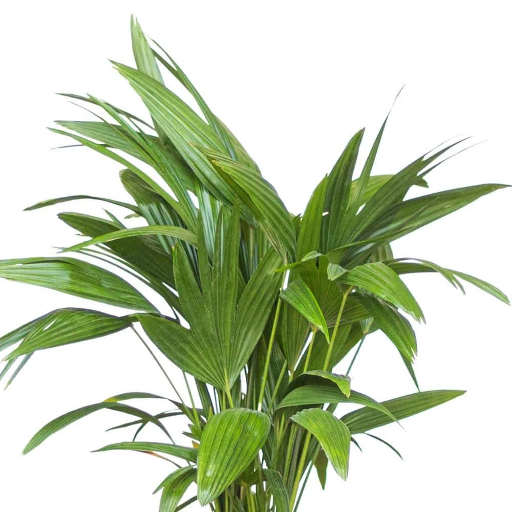 United Nursery Fan Palm Live Indoor Outdoor Plant in 10 in. Premium Ecopots Dark Gray 6 United Nursery Fan Palm Live Indoor Outdoor Plant in 10 in. Premium Ecopots Dark Gray - Image 4