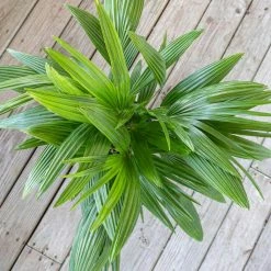 United Nursery Fan Palm Live Indoor Outdoor Plant in 10 in. Premium Ecopots Dark Gray 9 United Nursery Fan Palm Live Indoor Outdoor Plant in 10 in. Premium Ecopots Dark Gray -Cheap Garden Center Store united nursery indoor plants fpalm10dg 4f 1000